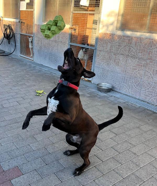 NIGEL CERCA FAMIGLIA Foto 6